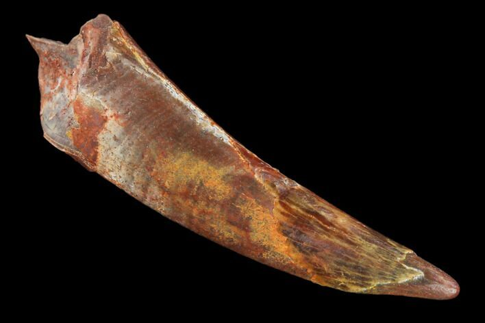Fossil Pterosaur (Siroccopteryx) Tooth - Morocco #140704